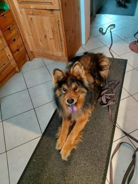 MISCHKA - ein Bild von einem Hund