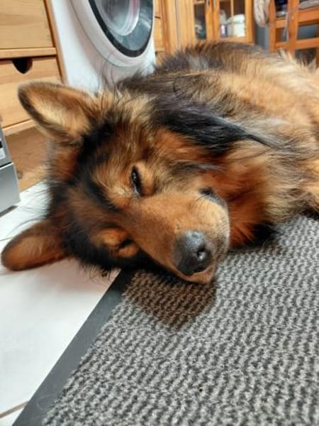 MISCHKA - ein Bild von einem Hund