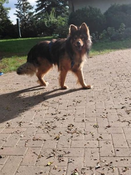 MISCHKA - ein Bild von einem Hund