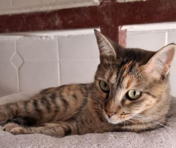 Lusi - lieb, sozial und eher ruhig