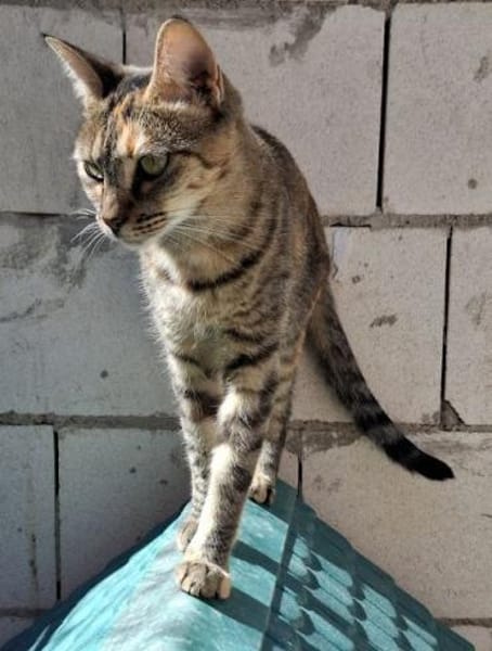 Lusi - lieb, sozial und eher ruhig