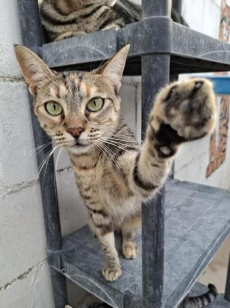 Lusi - lieb, sozial und eher ruhig