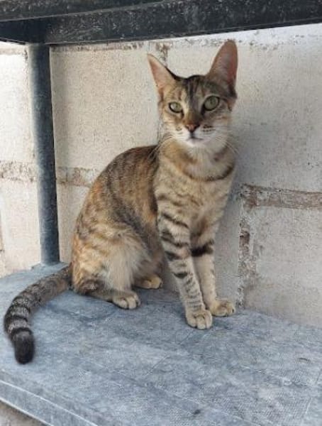 Lusi - lieb, sozial und eher ruhig