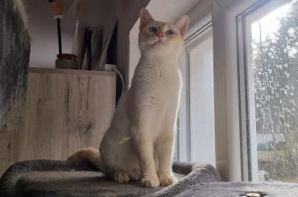 Amaya & Flöckchen...