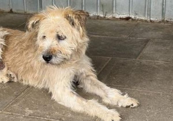 Senior Erwin sucht warmes Plätzchen