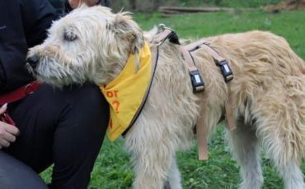 Senior Erwin sucht warmes Plätzchen
