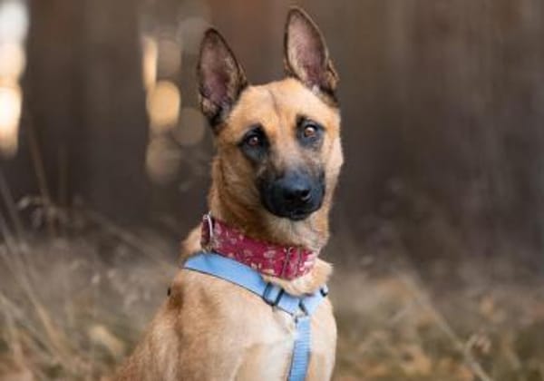 Lucy, kluge Hündin sucht ihr Zuhause