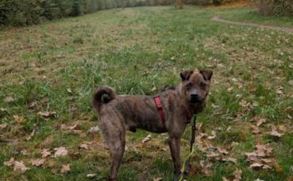 Einfühlsames Zuhause für Tobi gesucht