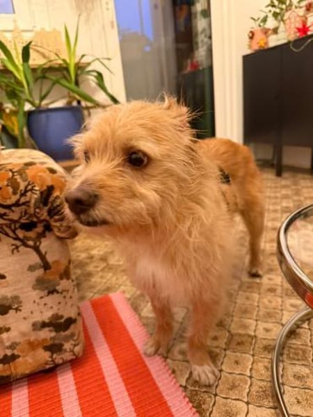 Roger sucht dringend Familenanschluß