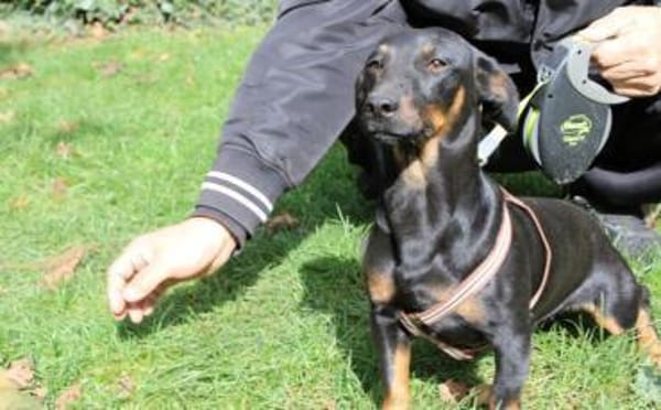 Hubertus: Clever und verschmust