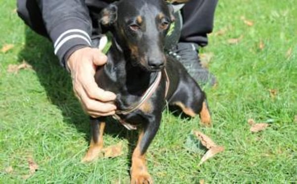 Hubertus: Clever und verschmust