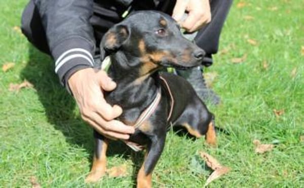 Hubertus: Clever und verschmust