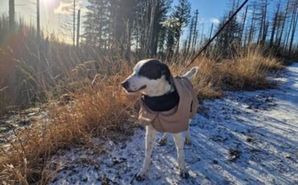 Mit Ozzy zieht gute Laune bei dir ein