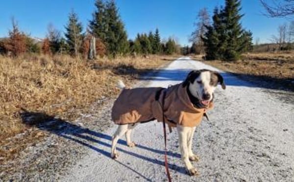 Mit Ozzy zieht gute Laune bei dir ein