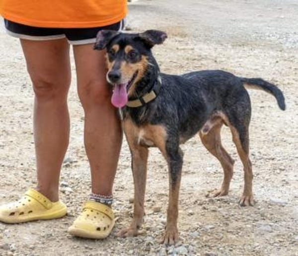 Ario - freundlich und menschenbezogen