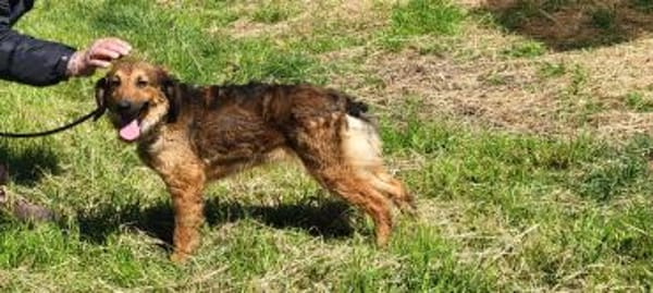 Roma 🧡 in Deutschland in Pflegestelle