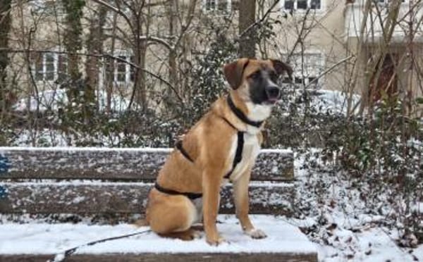 Kleine Kämpferin Lumina