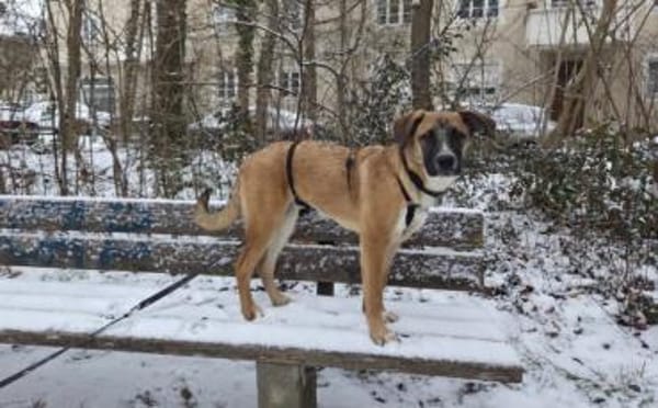 Kleine Kämpferin Lumina