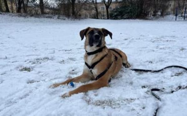 Kleine Kämpferin Lumina