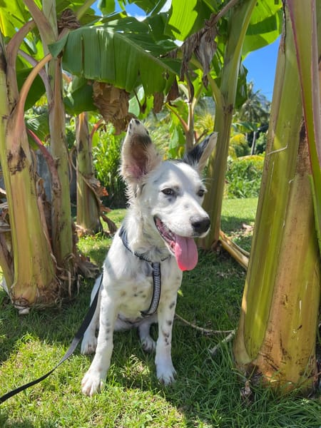 ALMA, chiot femelle Berger Créole