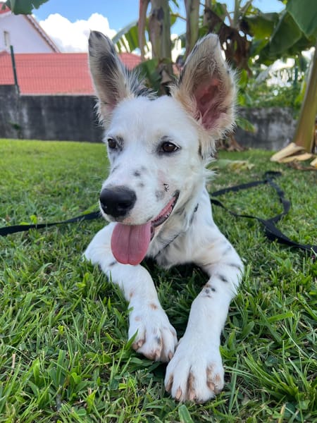 ALMA, chiot femelle Berger Créole