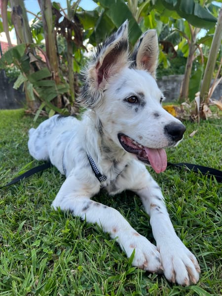 ALMA, chiot femelle Berger Créole