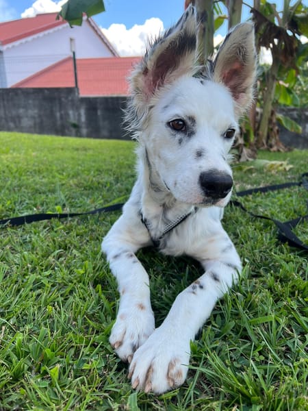 ALMA, chiot femelle Berger Créole