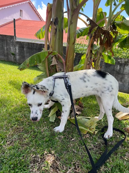 ALMA, chiot femelle Berger Créole