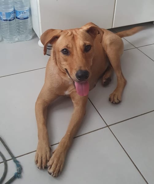 BULMA, Femelle junior Berger Créole