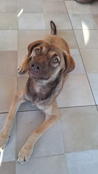 LUNE, chiot Femelle Berger Créole