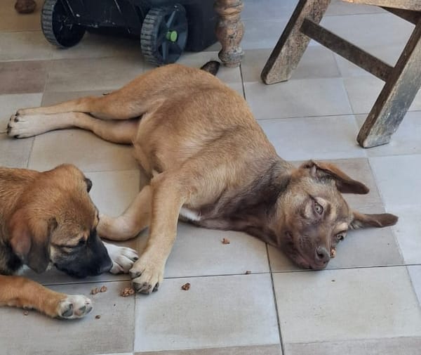 LUNE, chiot Femelle Berger Créole