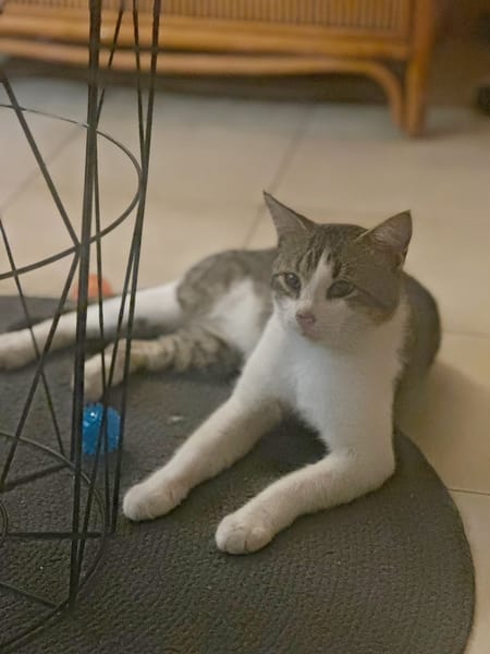 DIDIER, chat européen