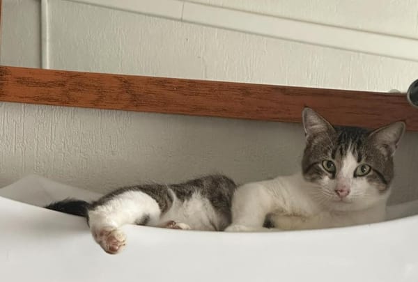 DIDIER, chat européen