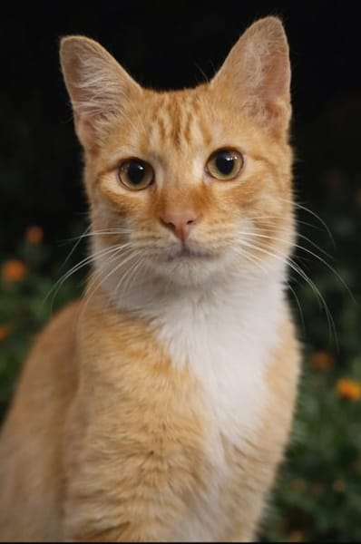 HORUS, chat junior mâle type européen