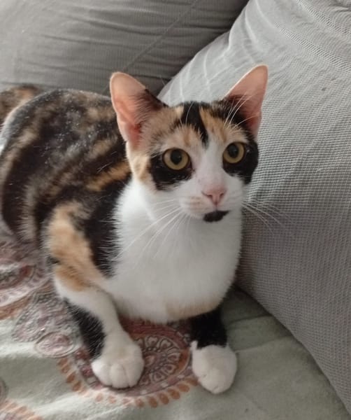 PRUNELLE, chat femelle européen junior