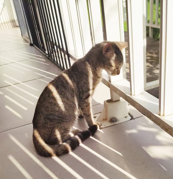 RAYA, chaton femelle européen