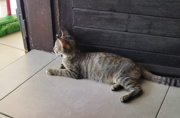 RAYA, chaton femelle européen