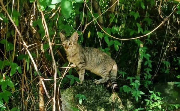 RAYA, chaton femelle européen