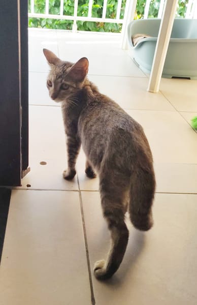 RAYA, chaton femelle européen