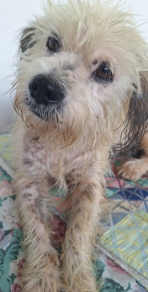 MAYA la petite bichonne