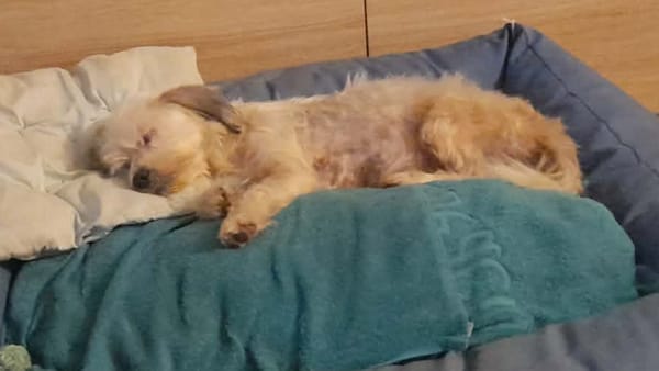 MAYA la petite bichonne