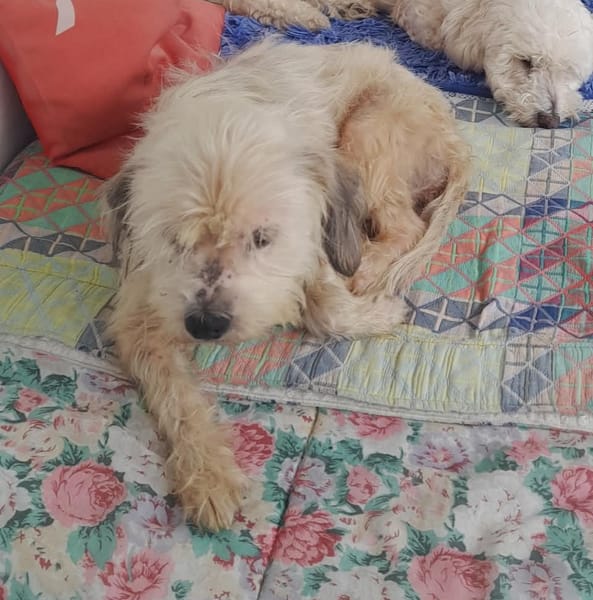 MAYA la petite bichonne