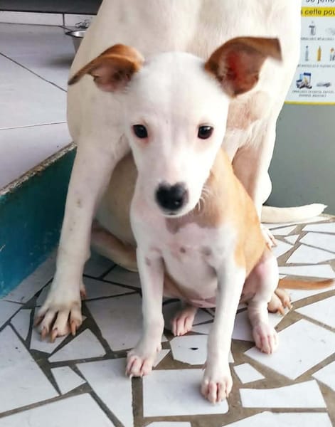 Super NOVA la petite étoile