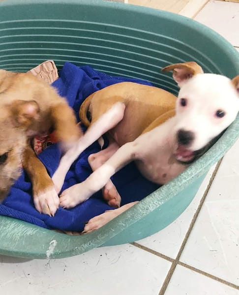 Super NOVA la petite étoile