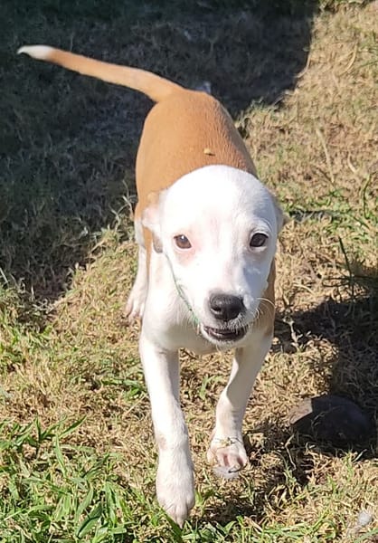 Super NOVA la petite étoile