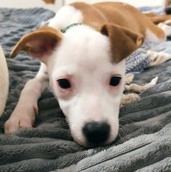 Super NOVA la petite étoile