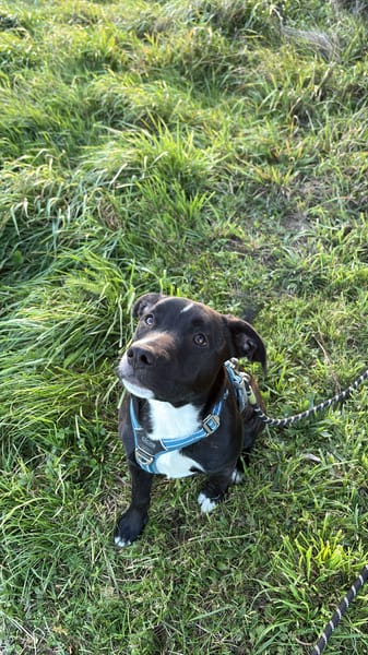 🐾 À L’ADOPTION : Aika 🌺