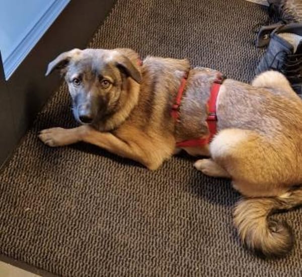 Bootsmann, freundlich, erzogen