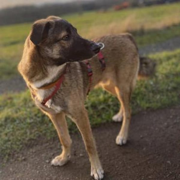 Bootsmann, freundlich, erzogen