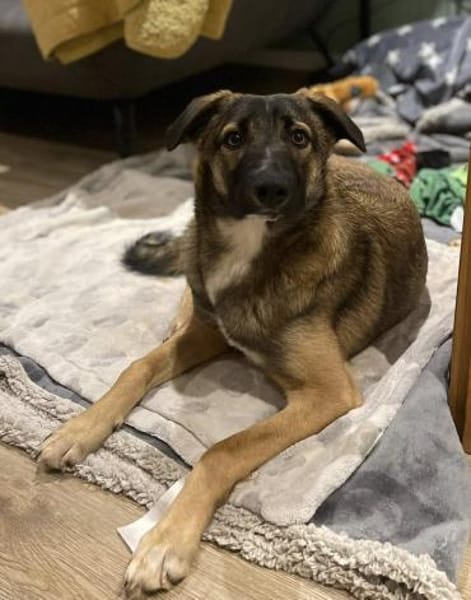 Bootsmann, freundlich, erzogen